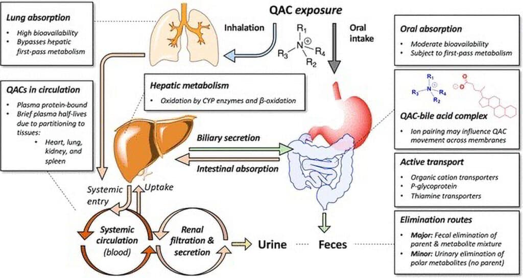 Harmful Covid-19 Cleaning Products That You Need To Be Aware Of. Photo of a chart showing organs and how QAC's effect the body.